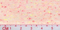 NEP-0127V-Raw-White