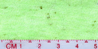 COOL-0019 (Bleached by buyer)