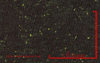 NEP-0124U<br />
(Black-Green Luminous1x0)