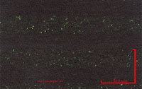 NEP-0124U<br />
(Disperse dyed on Luminous Green)