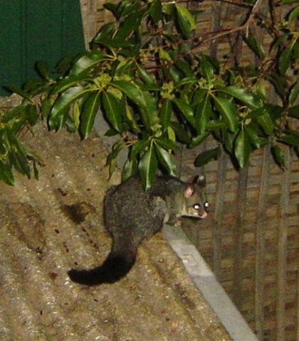 [possum in backyard[2].jpg]