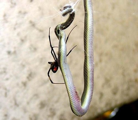 red back spider eating snake