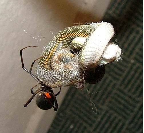 [red back spider snake[3].jpg]