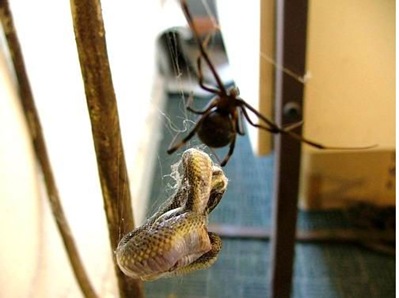red back spider