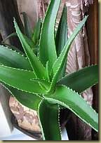 aloe