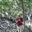 Dans la mangrove