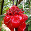 Rose de porcelaine