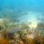 Herbier sous-marin