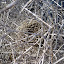 Nid d'oiseau dans un nid de branches