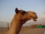 DSC00446.JPG