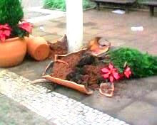 Acao Vandalos2.jpg
