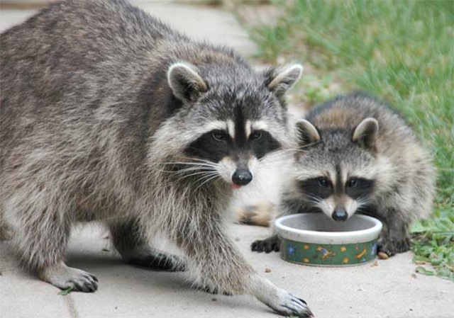 raccoon-mom-and-baby-0567
