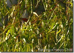 Feb15_NB_Butterfly