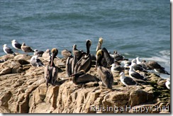Feb15_NB_Birds
