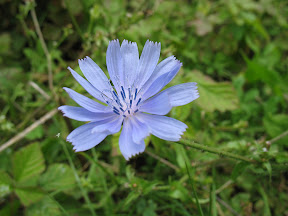 Schitterende bloem