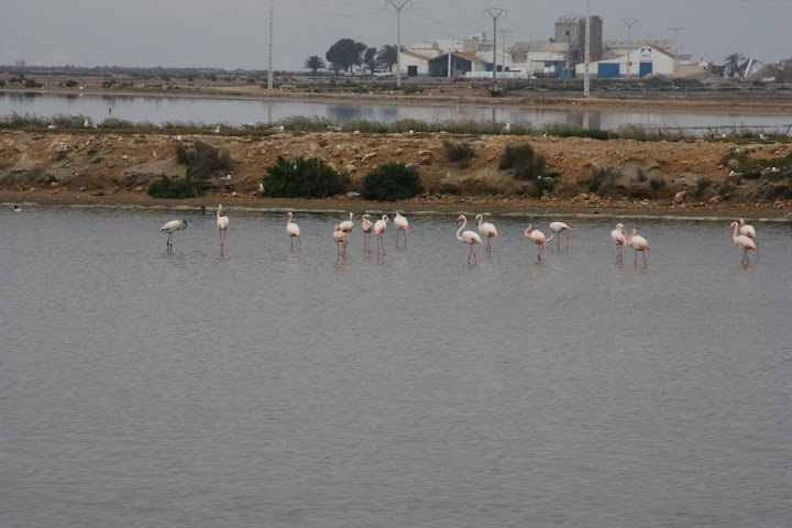 Zijn er ook veel in de Ebro Delta.