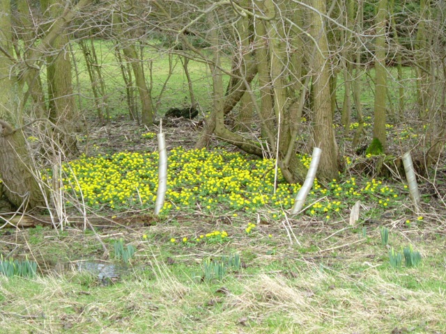 [Lesley winter aconite[4].jpg]