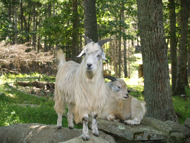 [MaineAugust20091713.jpg]