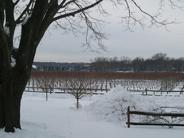 [Jan 2011 Shinn  Vineyard view 043[9].jpg]