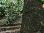IMG_5279.JPG