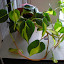 iiixvix's Houseplants (Trailing/Hanging/Vining) garden