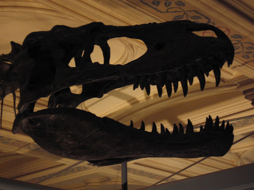 T-Rex Skull at the London Museum of Natural History