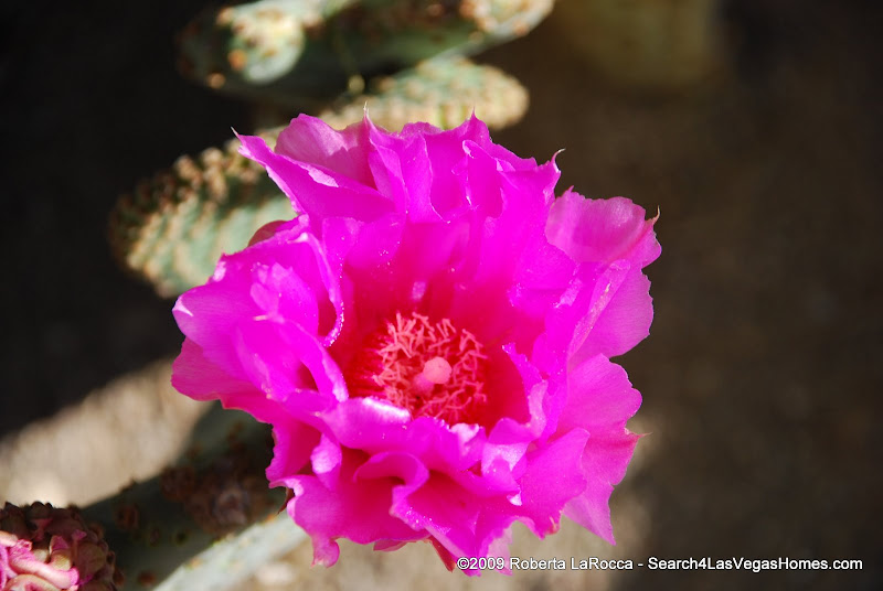 Las Vegas Desert Cactus in Bloom