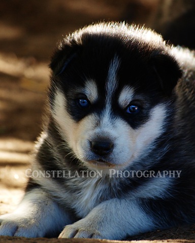 [pup2a copy[4].jpg]