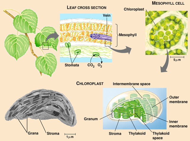 [chloroplast[5].png]