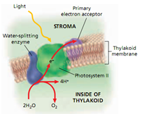  Photosynthesis