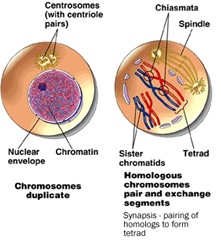  Reproduksi Sel (3) : Meiosis (plus video animasi)