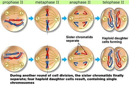  Reproduksi Sel (3) : Meiosis (plus video animasi)