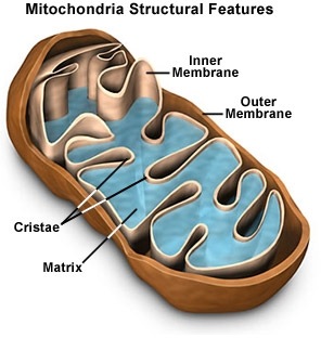 [mitochondria[4].jpg]