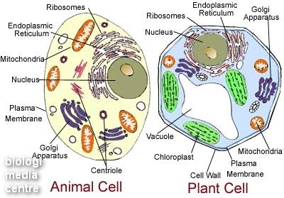 [plant-animal-cell-diagram[5].jpg]