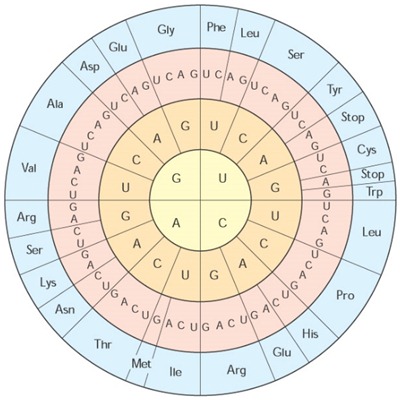 Sintesis Protein Sintesis Protein
