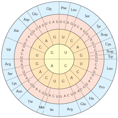  Sintesis Protein