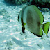 Diving-021.jpg, Malaysia 2008