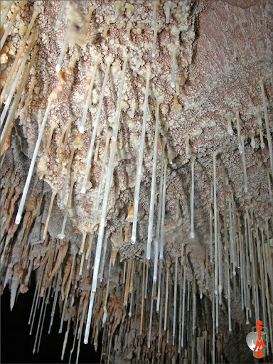 Cerije105.jpg