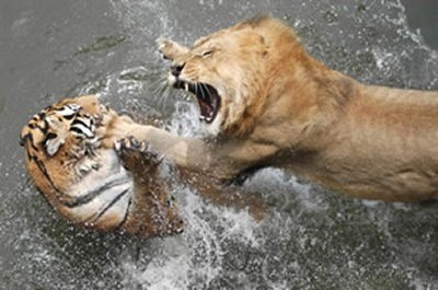 animal_fights