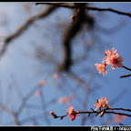 2009 陽明山花季