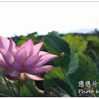 台南白河 - 戀戀荷蜂