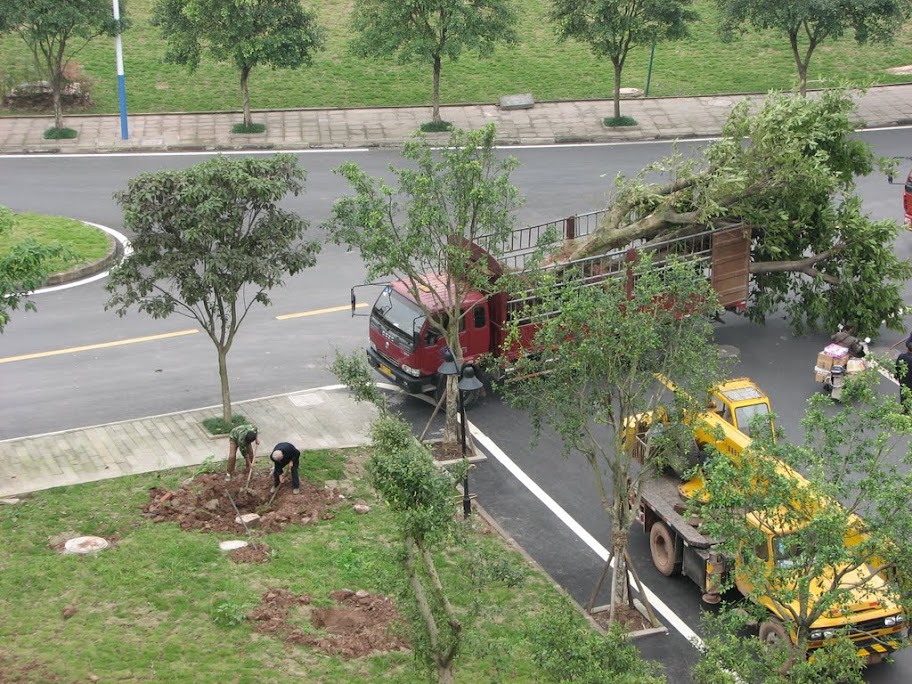 Importation d'arbres Importation d'arbres