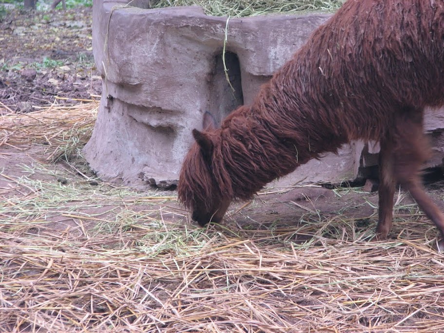 Lama chevelu