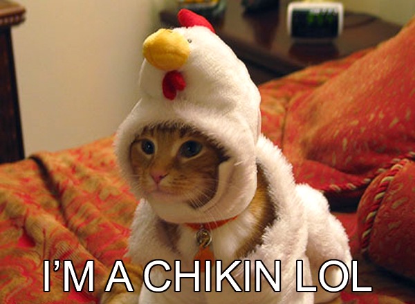 [im-a-chikin-lol[3].jpg]