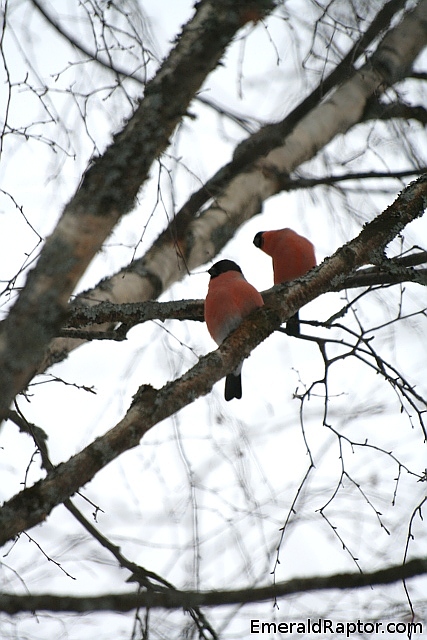 IMG_7921x2.JPG