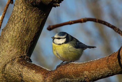 ... Clique pour voir l'album de la petite mésange à tête bleue ...