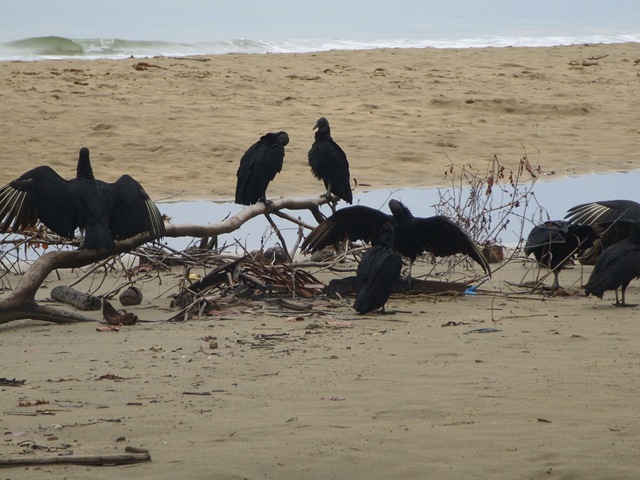 [Costa Rica 2009 007[2].jpg]