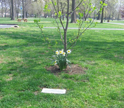 tree honoring boy who saved little brother