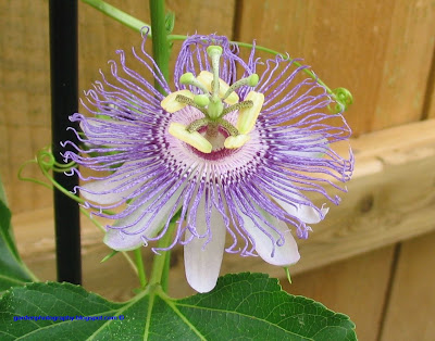 passion flower, passionflower