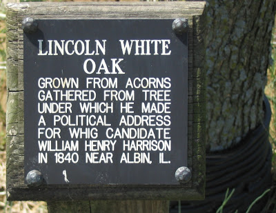 Lincoln white oak